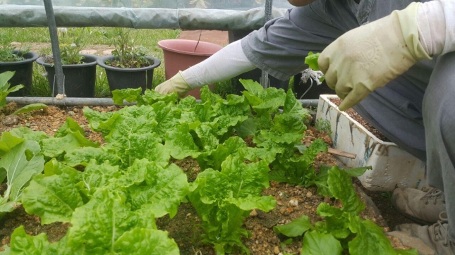 Garden full of fresh lettuce