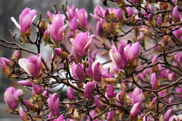 Flowers are blossoming