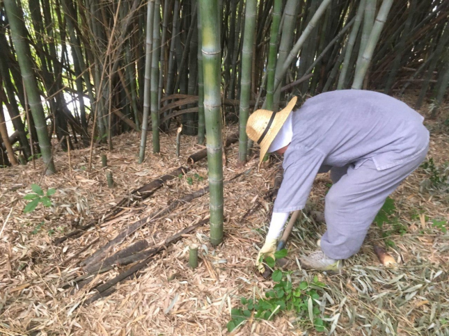 Sunim picking bamboo shoots