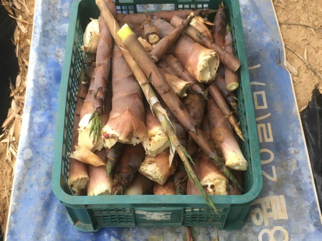 Basket full of bamboo shoots