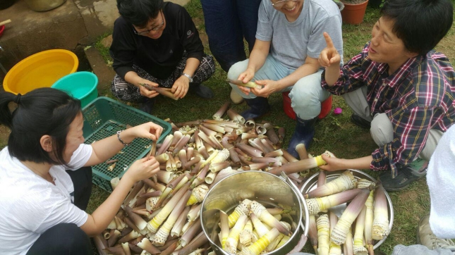 Cleaning the bamboo shoots