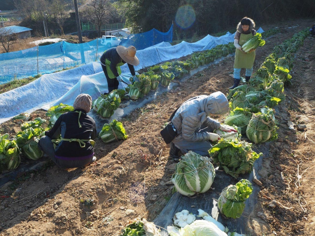 Sunim harvests napa cabbage