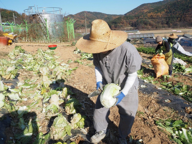 Selecting 100 napa cabbage heads