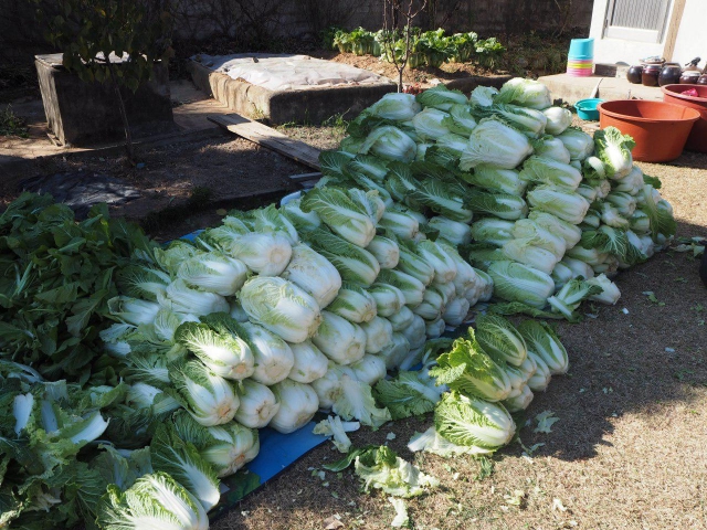 Napa cabbages ready to be made into kimchi