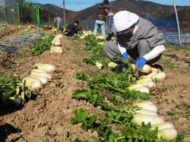 Sunim harvesting radishes