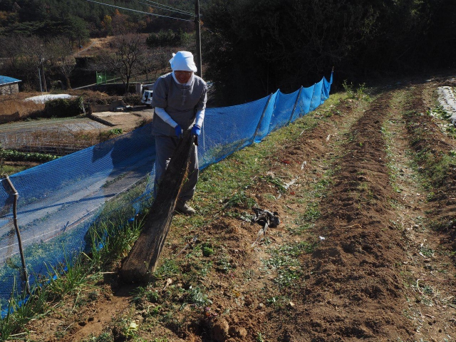 Sunim cleaning up the farm for next season