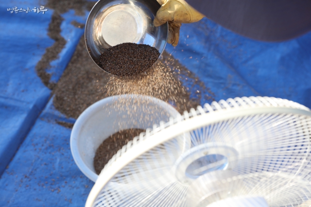 Blowing away the wild sesame seed skins