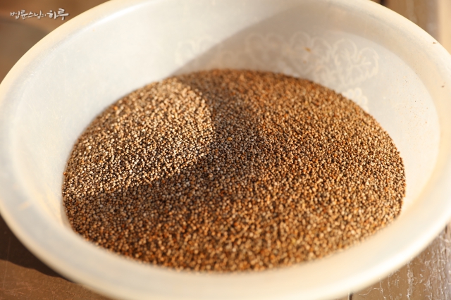 Harvested wild sesame seeds