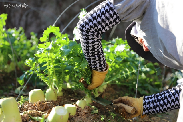 Pomnyun Sunim harvesting radishes