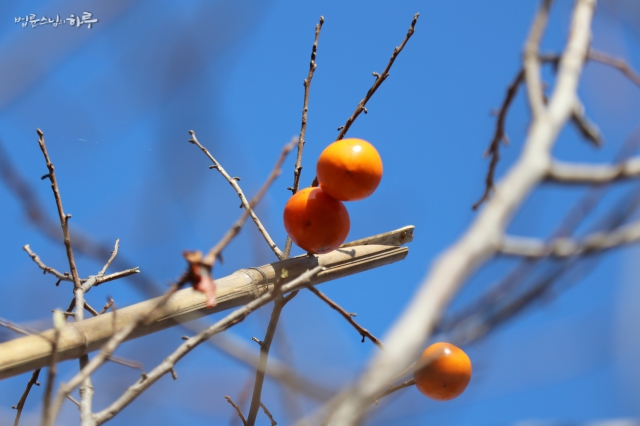 Persimmons hung high up in the tree