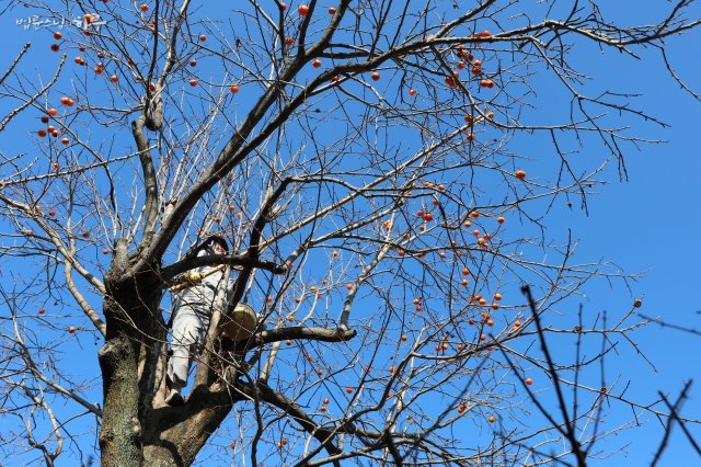Pomnyun Sunim climbing a persimmon tree